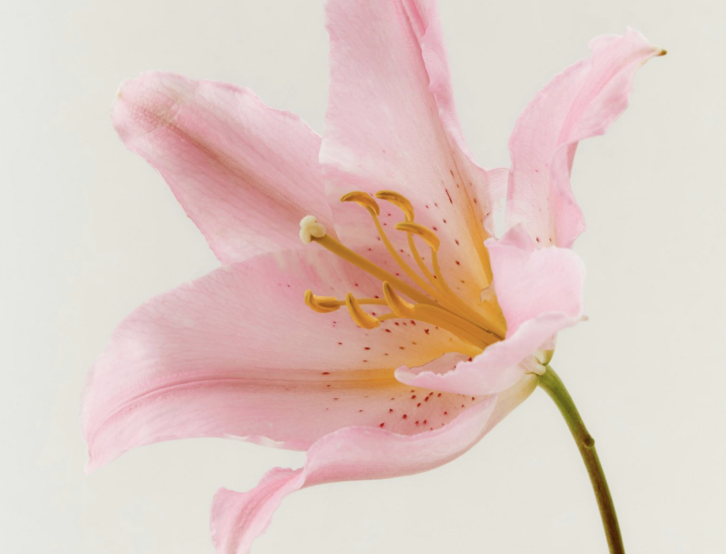 Lilly on grey background