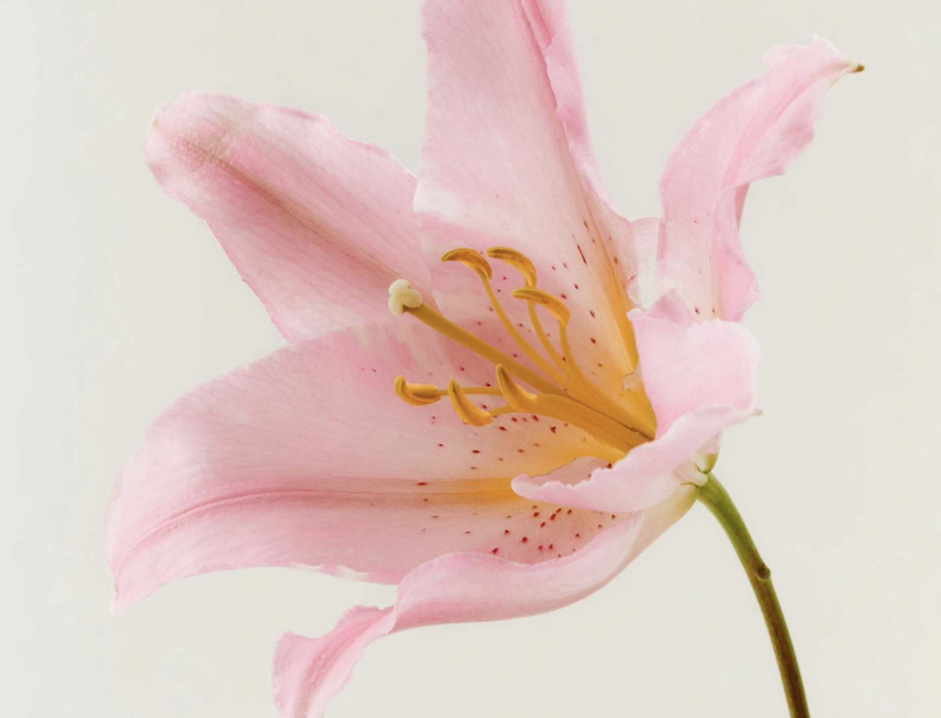 Lilly on grey background